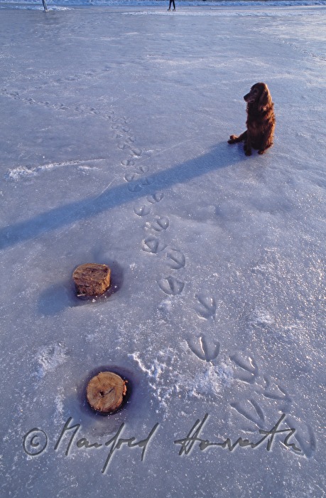 Tierspur (Schwan) und Hund (Irish Setter)