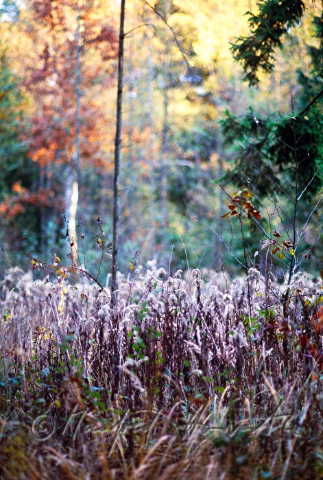 Waldlichtung und Moor-Vegetation