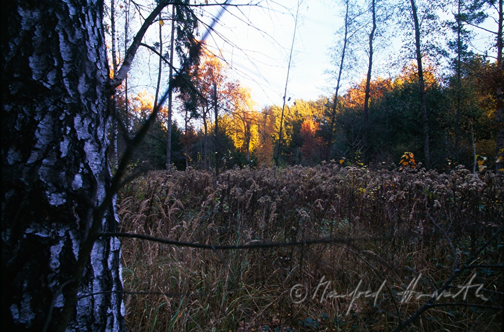 Waldlichtung und Moor-Vegetation