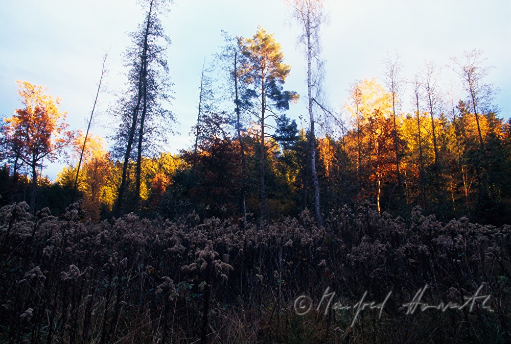 Waldlichtung und Moor-Vegetation