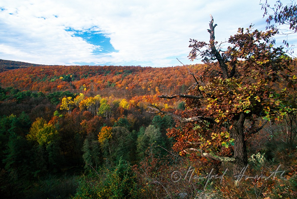 Wald bei der Pinkaschlucht