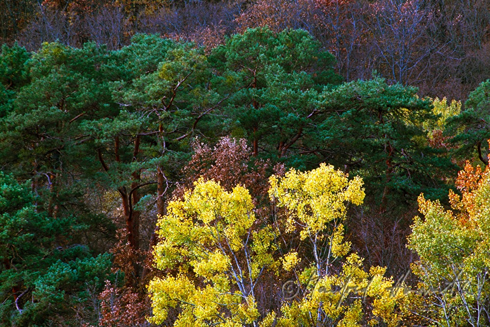 Herbstwald an der Pinkaschlucht