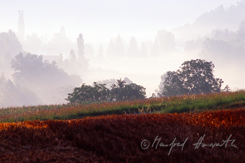 Felder und Morgennebel