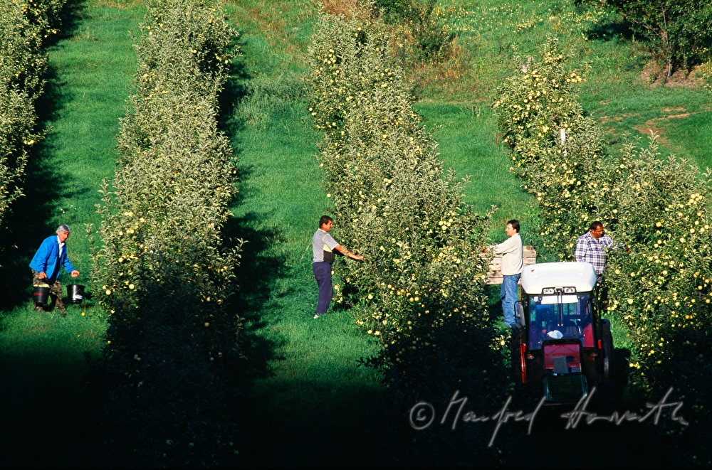 Apfelernte in der Obstplantage