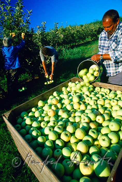 Apfelernte in der Obstplantage