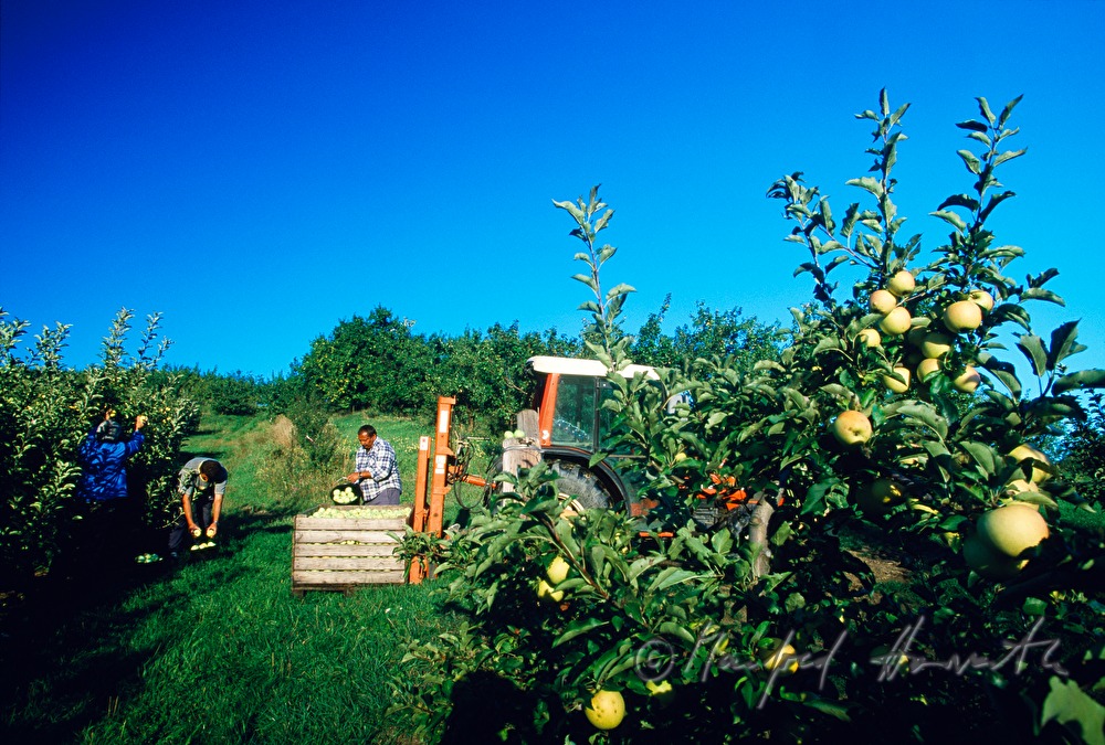 Apfelernte in der Obstplantage