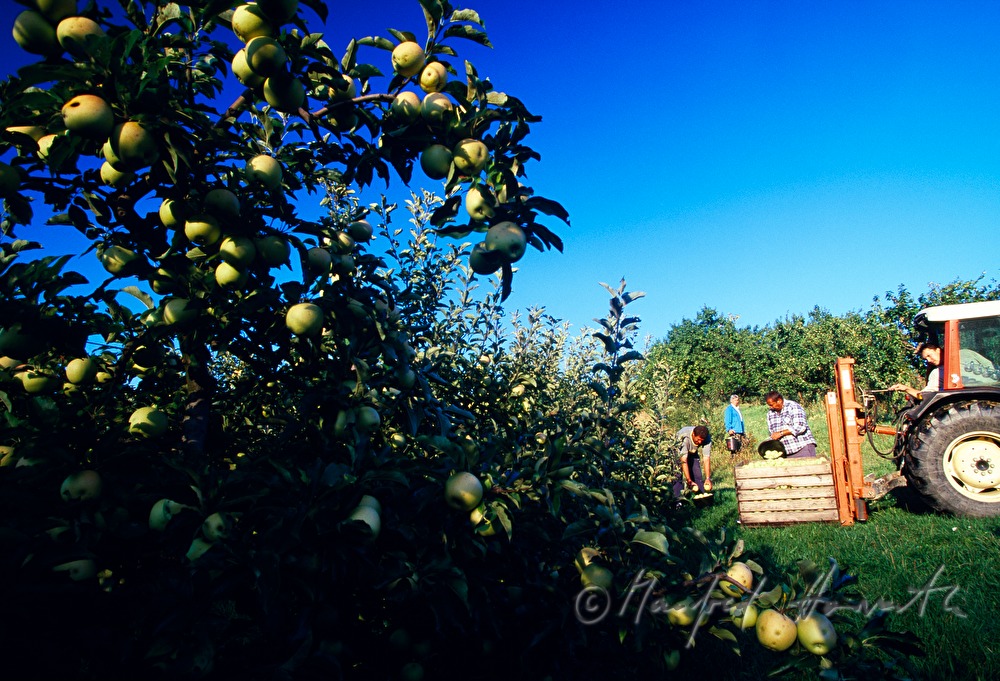 Apfelernte in der Obstplantage
