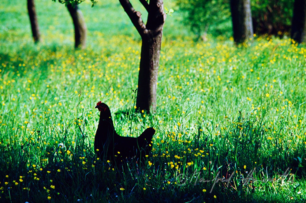 Freiland-Huhn im Garten vor dem Hühnerhaus