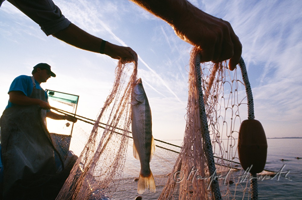 Fischer Augsten fischt Zander