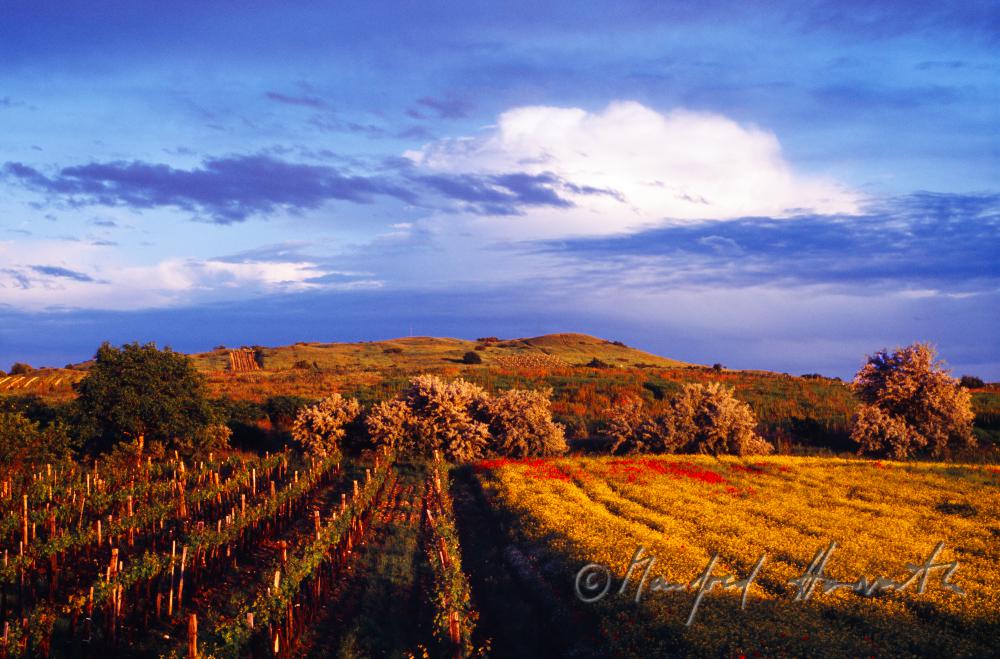 Gewitterwolken über dem Weinberg