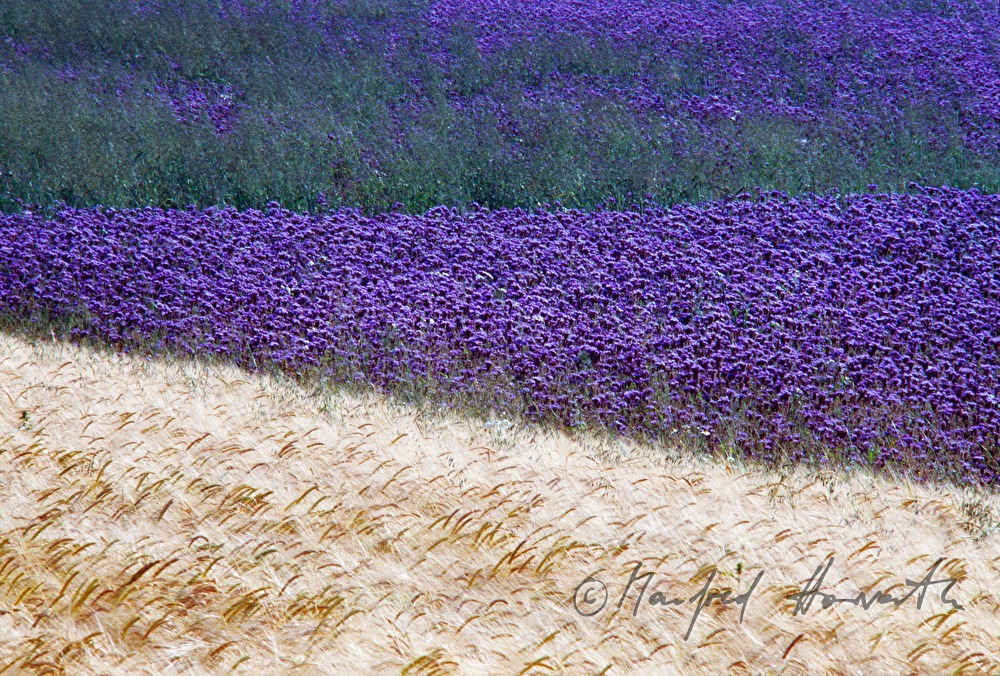 Feld mit Roggen und Phacelia