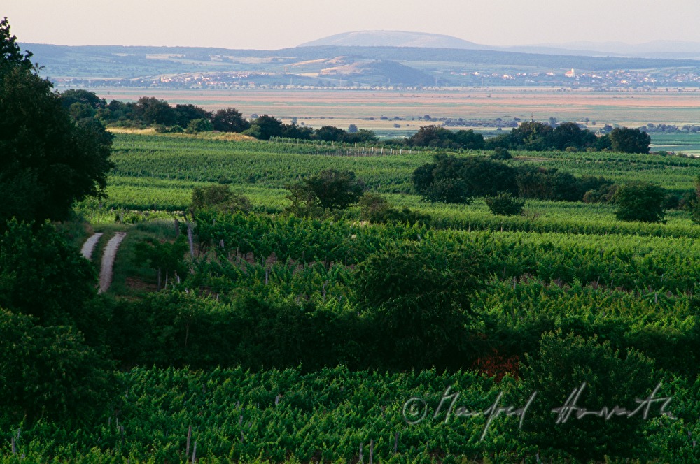 Blick über die Weinberge nach Hainburg