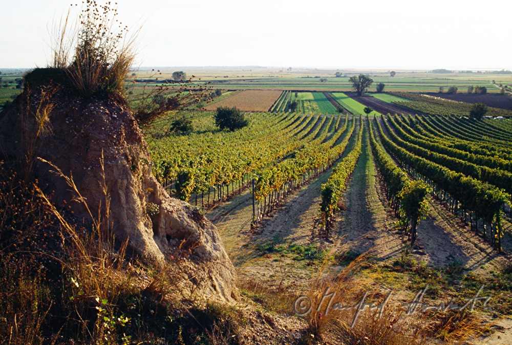 Erosion von Sandhügel und Weinberg