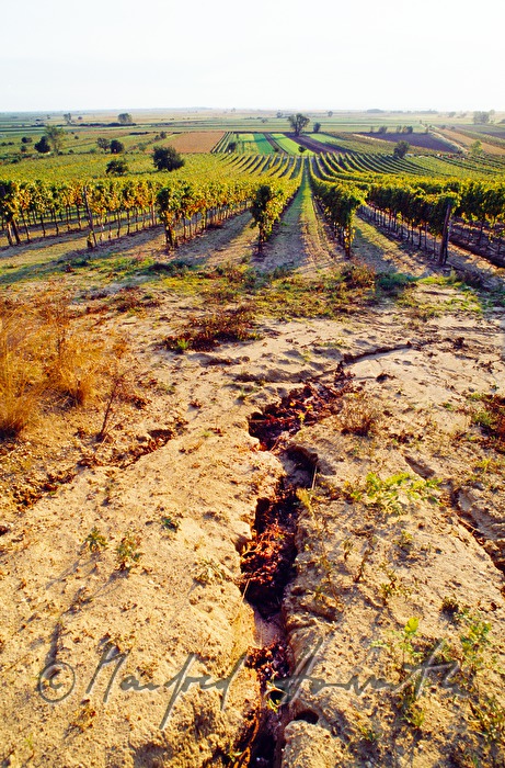 Erosion von Sandhügel und Weinberg
