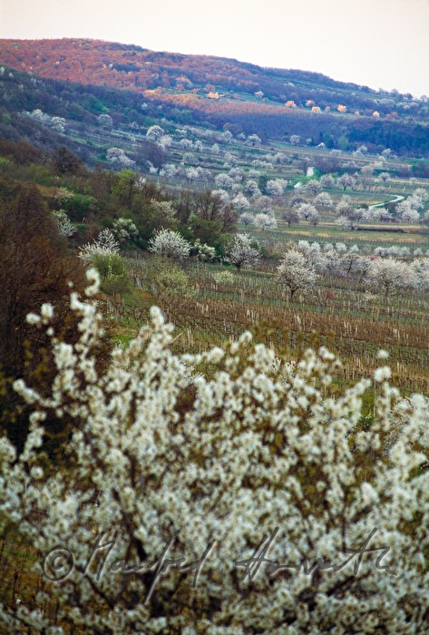 blühende Kirschenbäume im Weingarten