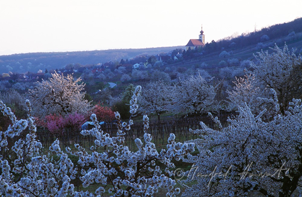 Wehrkirche von Donnerskirchen