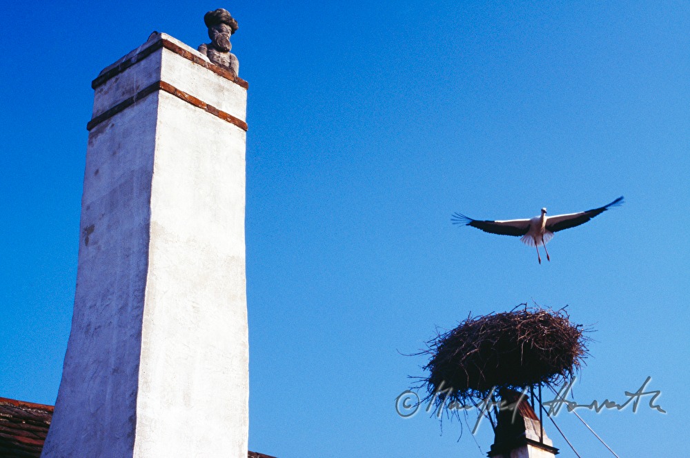 Weißstorch in Nest auf Rauchfang