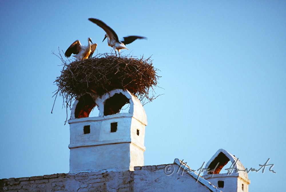 Weißstorch in Nest auf Rauchfang