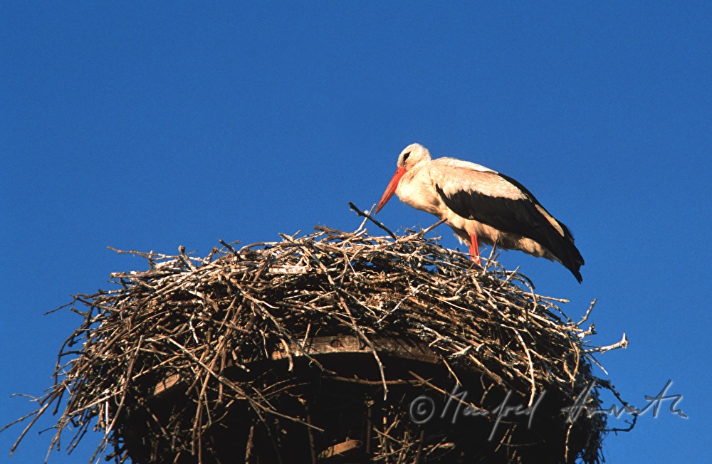 Weißstorch in Nest auf Rauchfang