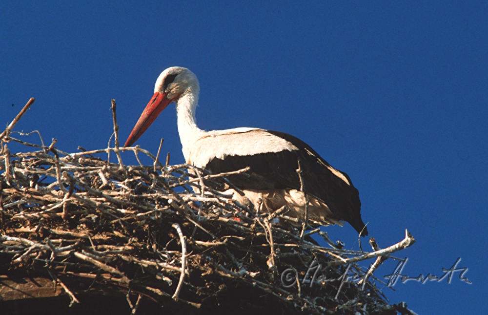 Weißstorch in Nest auf Rauchfang