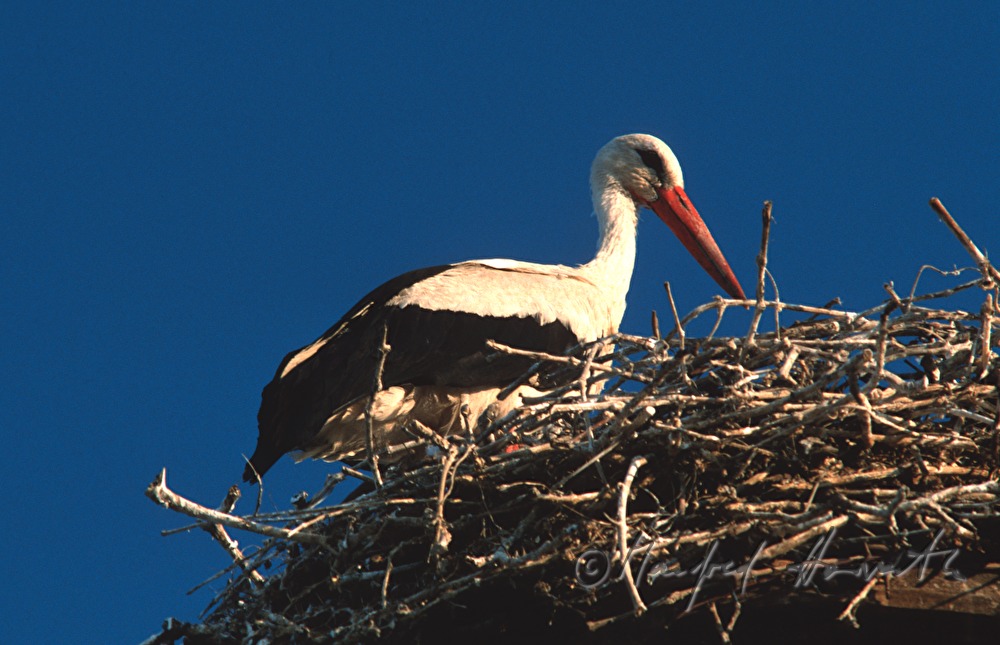 Weißstorch in Nest auf Rauchfang