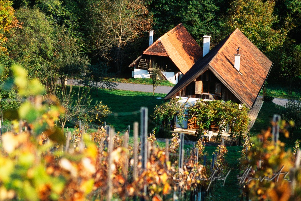 Weingarten und Weinkeller Weinek