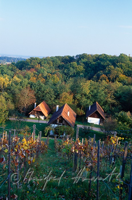 Weingarten und Bauernhaus Weinek