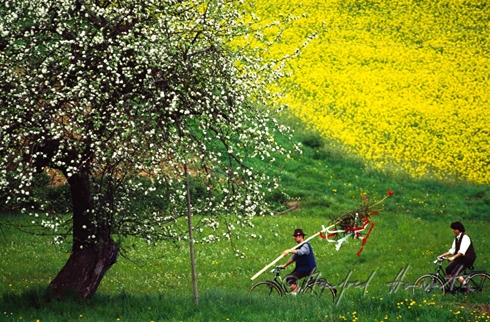 Maibaum-Transport per Rad