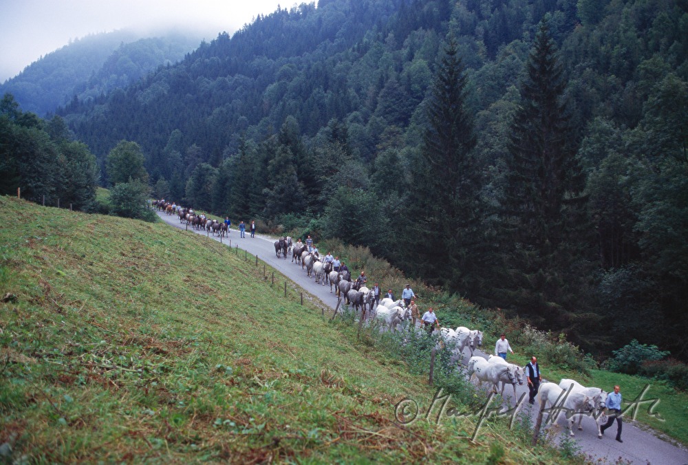 Almabtrieb von der Stupalm