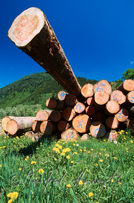 Holzstapel mit Baumstämmen