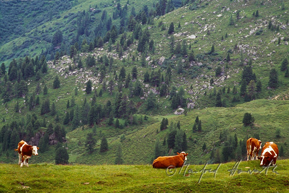 Kühe auf der Alm