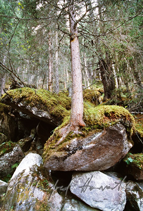 Hohlweg, Baum wächst auf Felsen