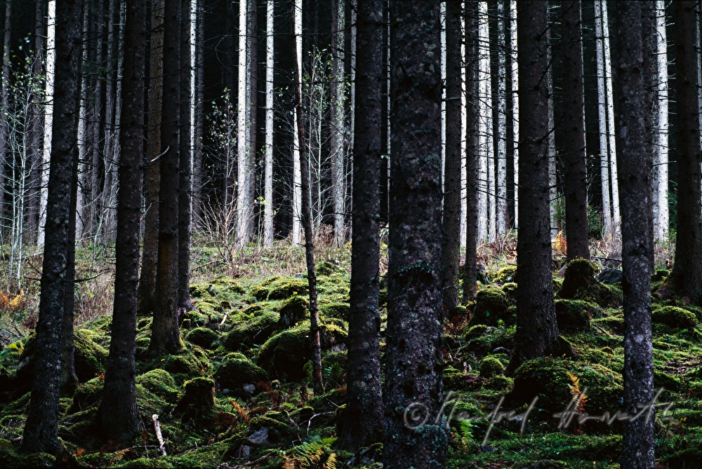 Wald bei den Krimmler Wasserfällen