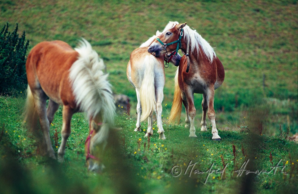 Haflinger auf der Weide