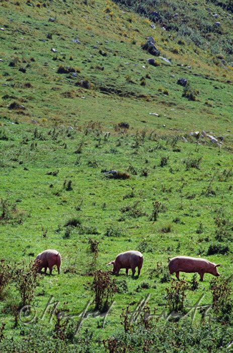Schweine auf der Weide
