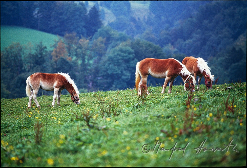 Haflinger auf der Weide