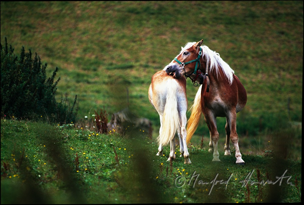 Haflinger auf der Weide