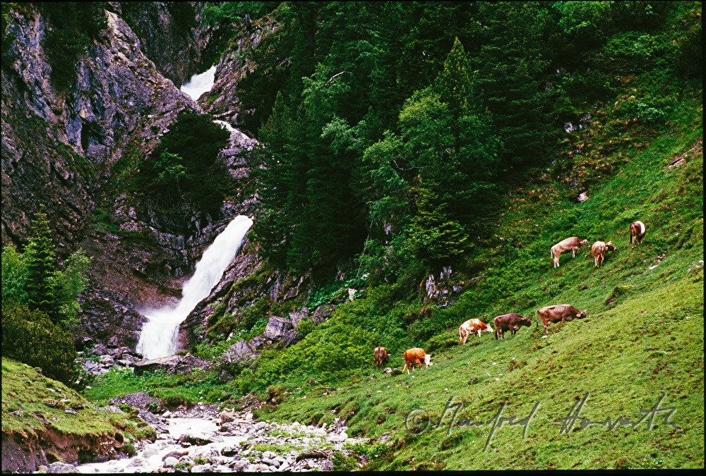 Kühe bei einem Wasserfall bei Zürs