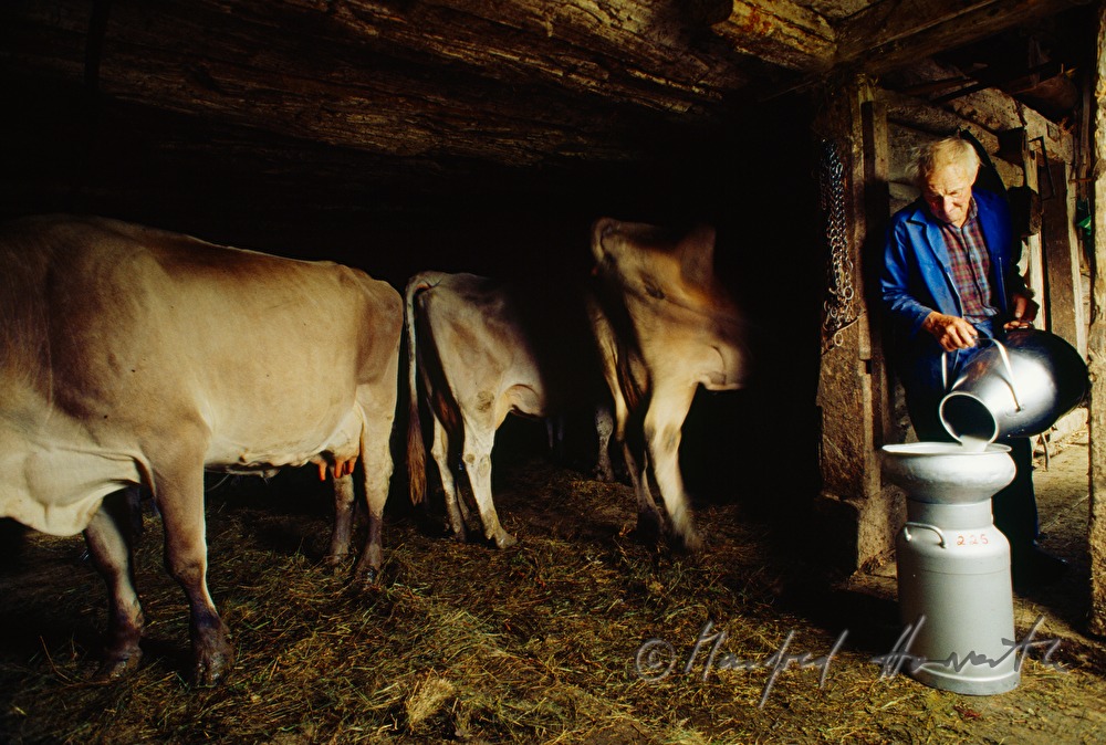 Senner schüttet Milch nach dem Melken