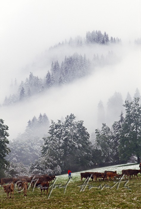 Kuhherde auf der Alm am Hochtannberg