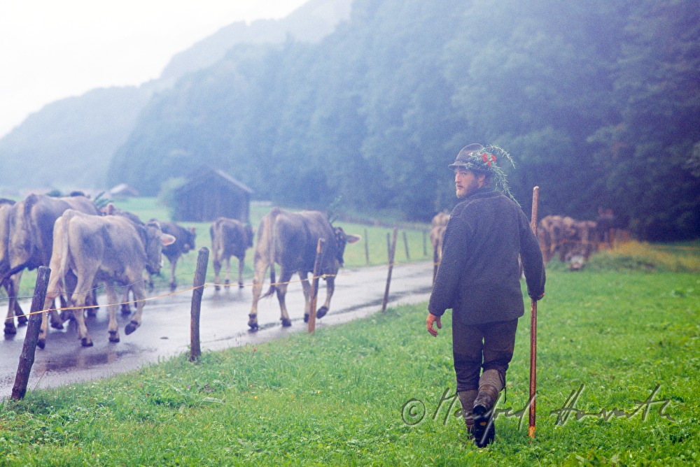 Hirte mit Kühen beim Almabtrieb