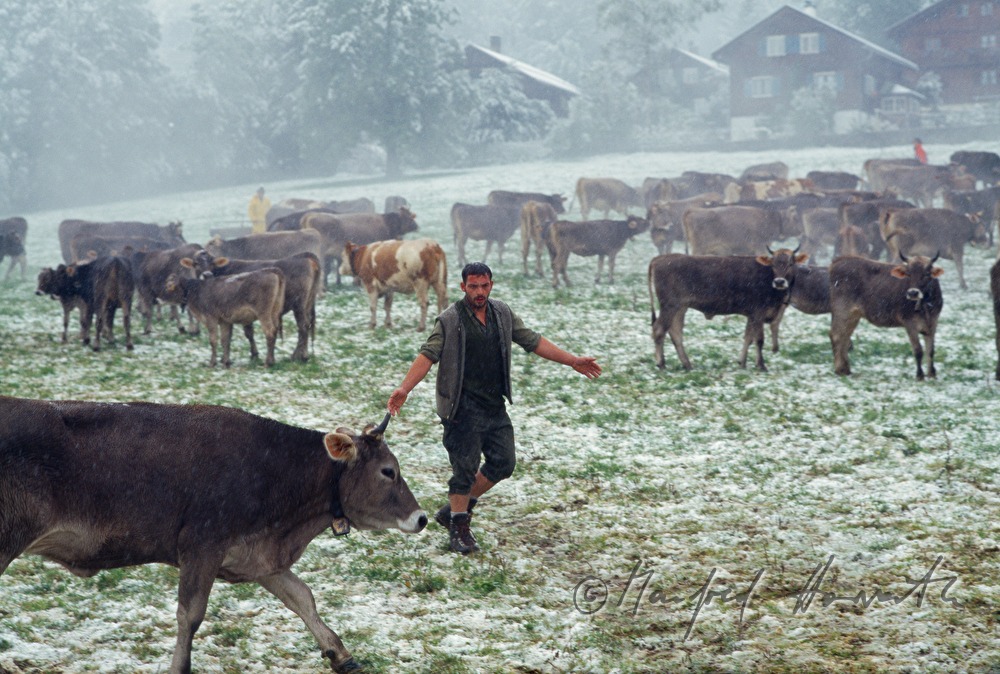 Kuhherde auf der Alm am Hochtannberg