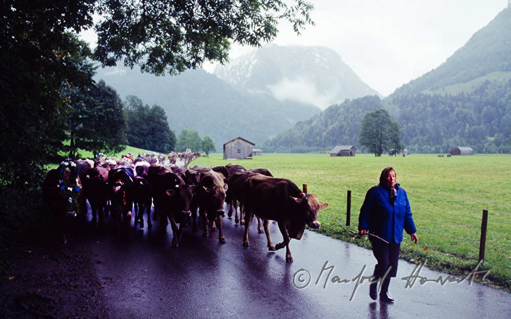 Hirte mit Kühen beim Almabtrieb