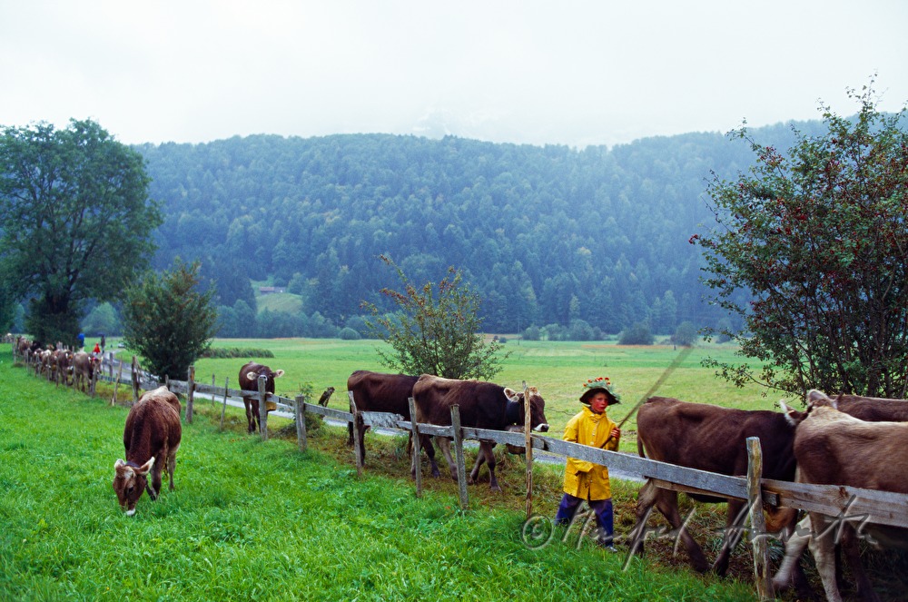 Kind hilft mit beim Almabtrieb