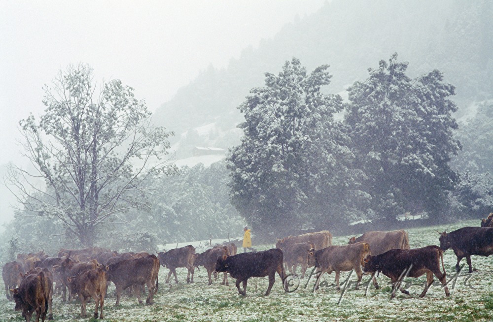 Kuhherde auf der Alm am Hochtannberg