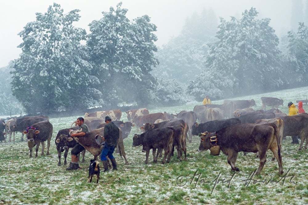 Kuhherde auf der Alm am Hochtannberg