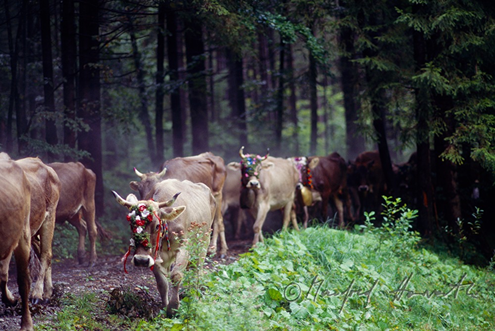 Almabtrieb, Kuhherde kommt aus Wald