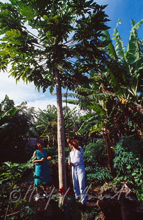 Mangobaum in Hanga Roa