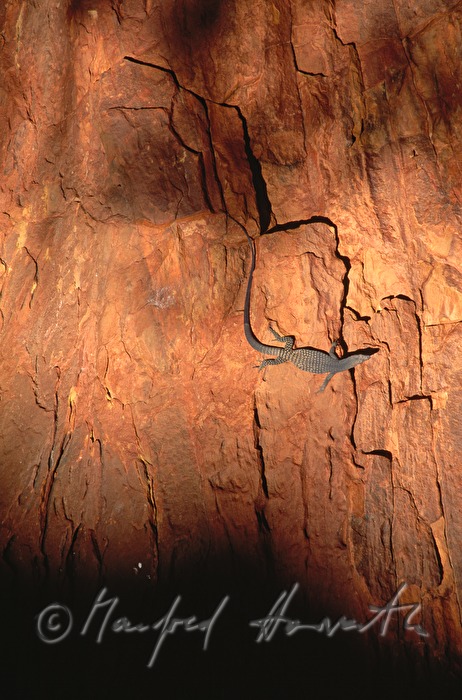 Goulds Waran (sand monitor) sonnt sich auf Felsen