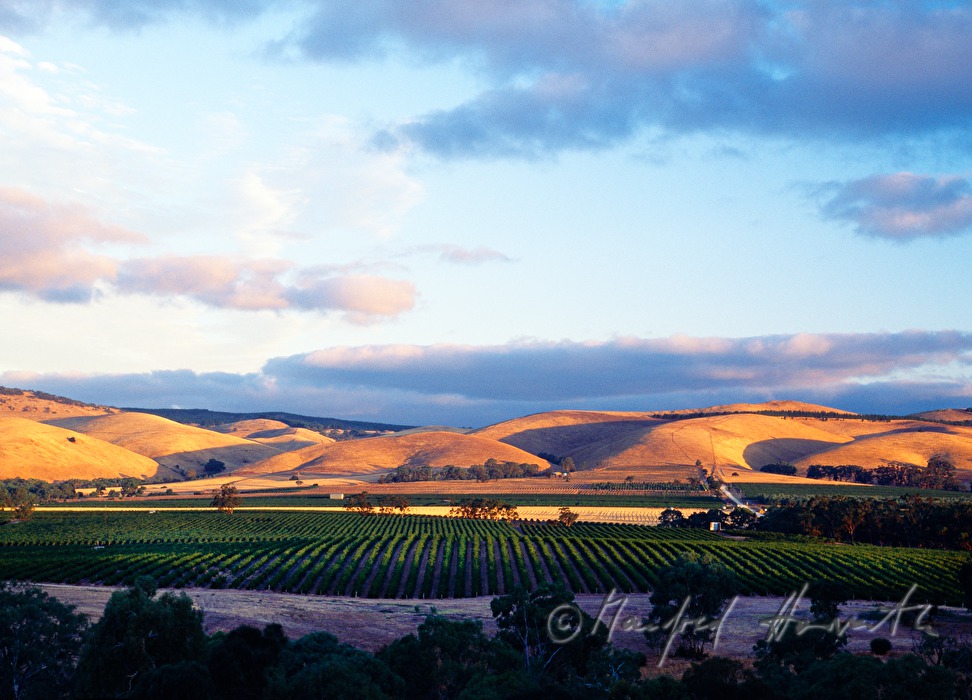 Blick über das Barossa Tal